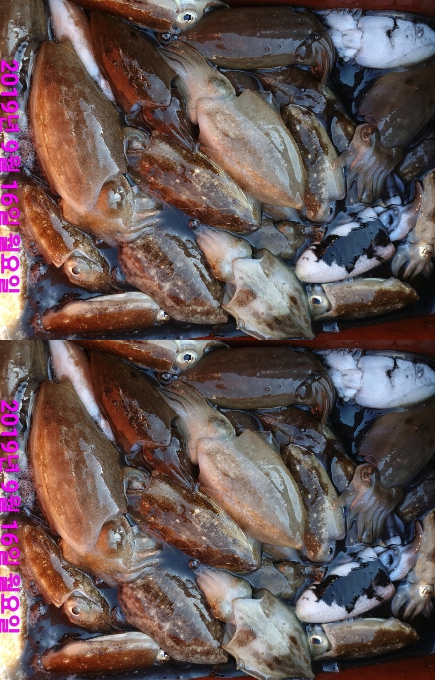 홍원항 **요포선단** 승리호 9월16일 갑오징어 & 쭈꾸미 망태기는 오늘도 터질듯 빵~빵~한 조황입니다!!