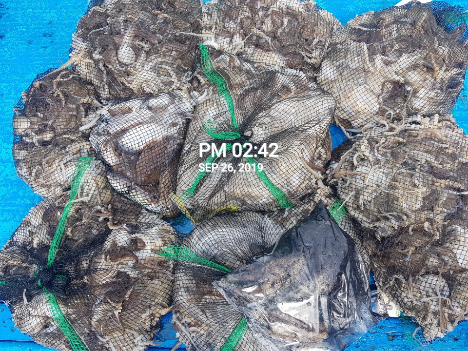 9월26일 홍원항 요포선단**  장진호 갑오징어&쭈꾸미 망태기는 엄~청~난~ 조황입니다!!