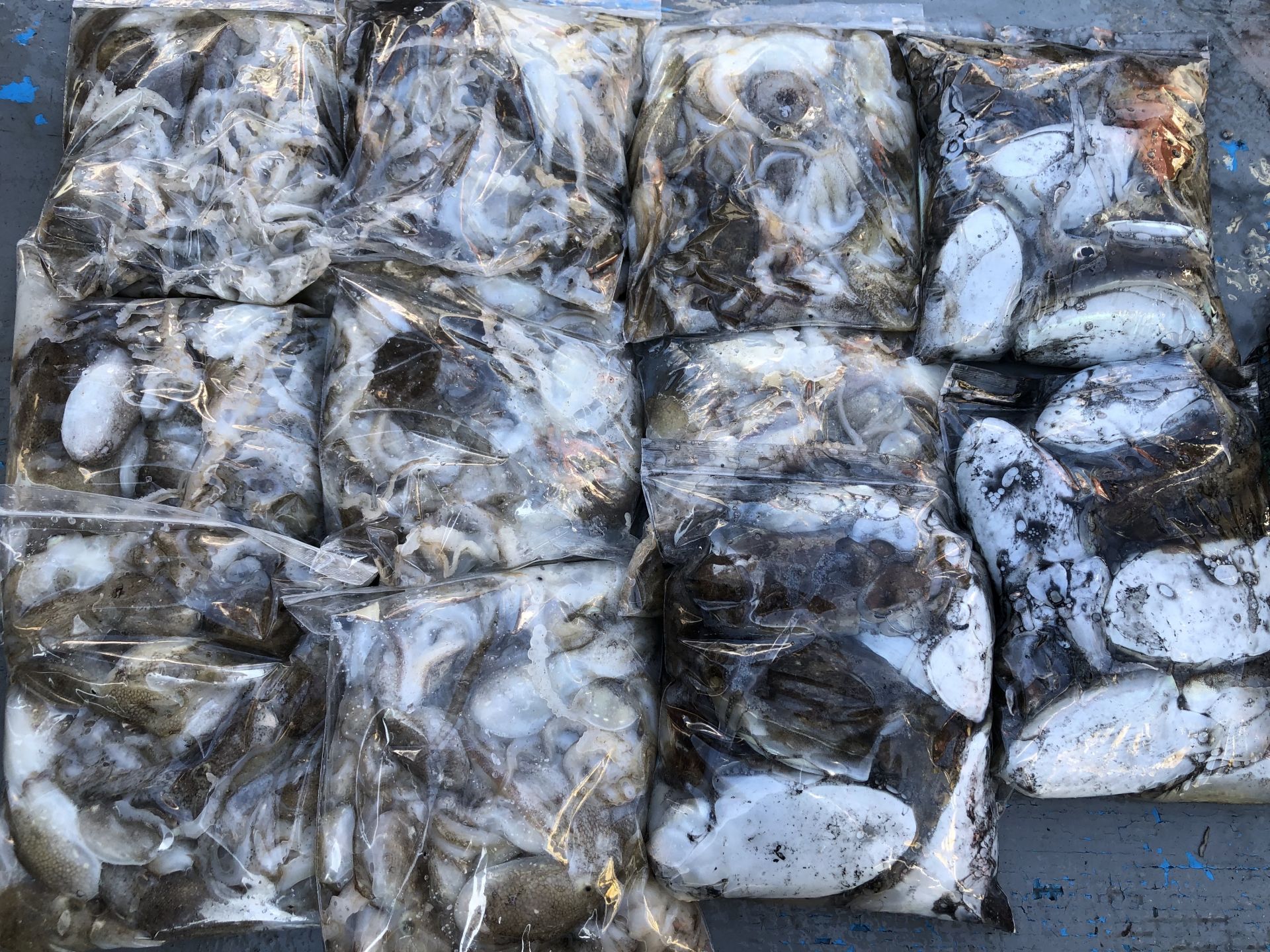 9월13일 홍원항 요포선단 ~한울피싱~ 명절날 3분 풍~성~한 망태기 조황입1니다!!