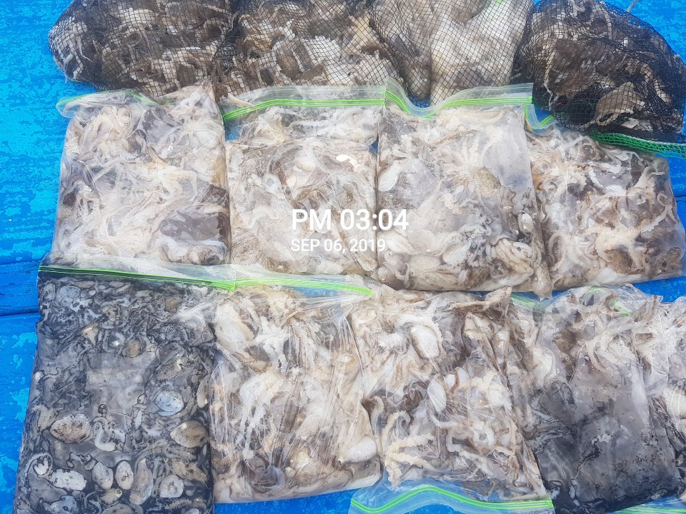 9월6일 홍원항 요포선단 장진호 쭈꾸미& 갑오징어 빵~빵~한 망태기 조황입니다