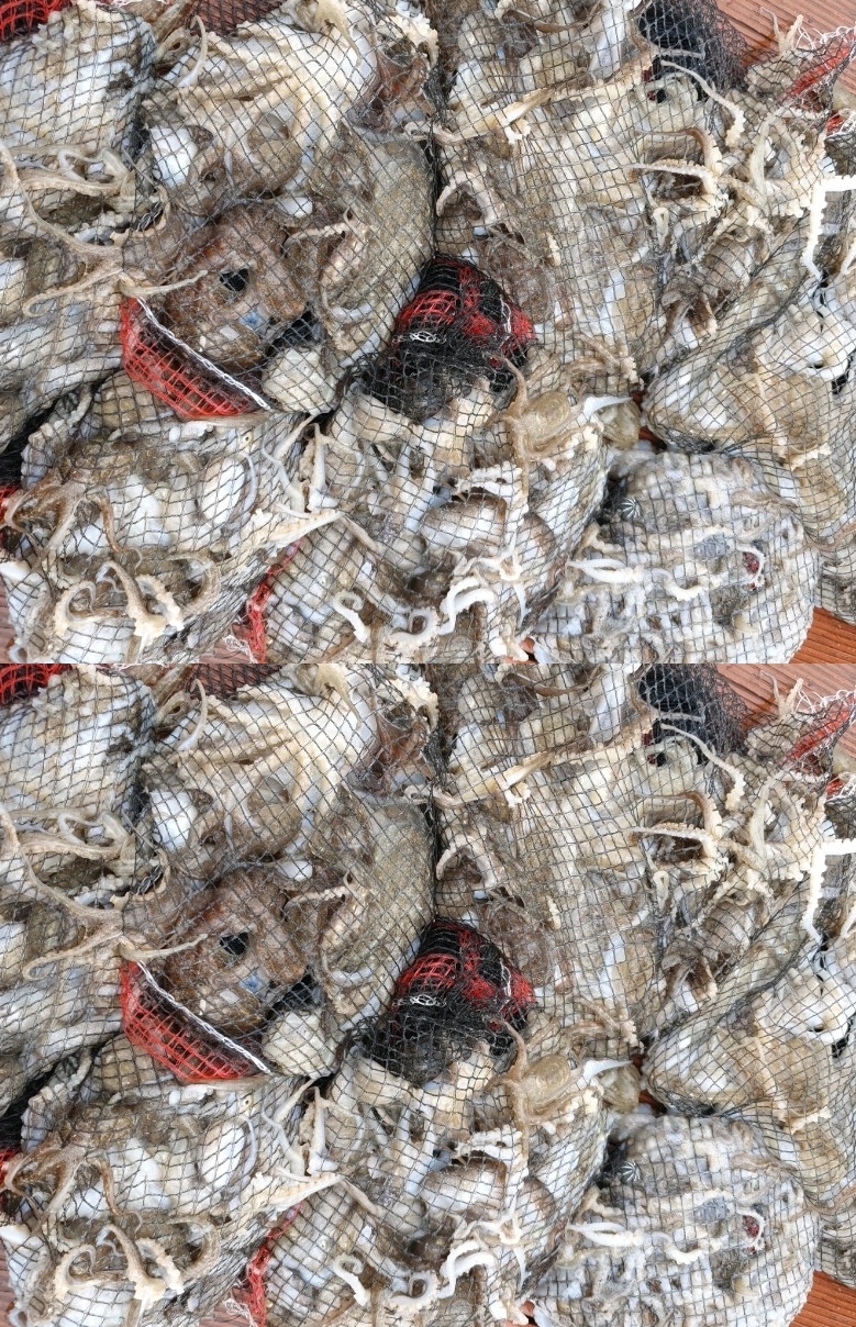 9월3일 홍원항 요포선단 승리호 ***쭈꾸미*** 굿~~ 조황입니다!!