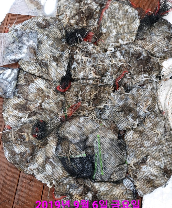 9월6일 홍원항 요포선단 승리호 쭈꾸미&갑오징어 만~족~한  망태기 조황입니다!!