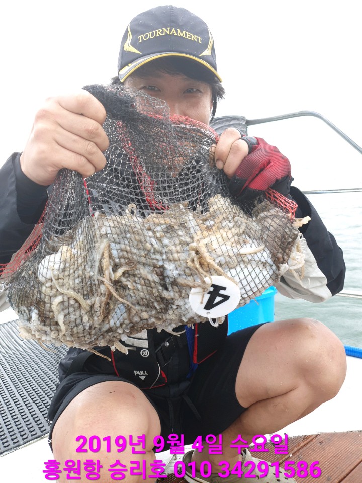 9월4일 홍원항 요포선단 승리호 점~점~ 불어나는 쭈꾸미&갑오징어 망탱이 조황 입니다!!