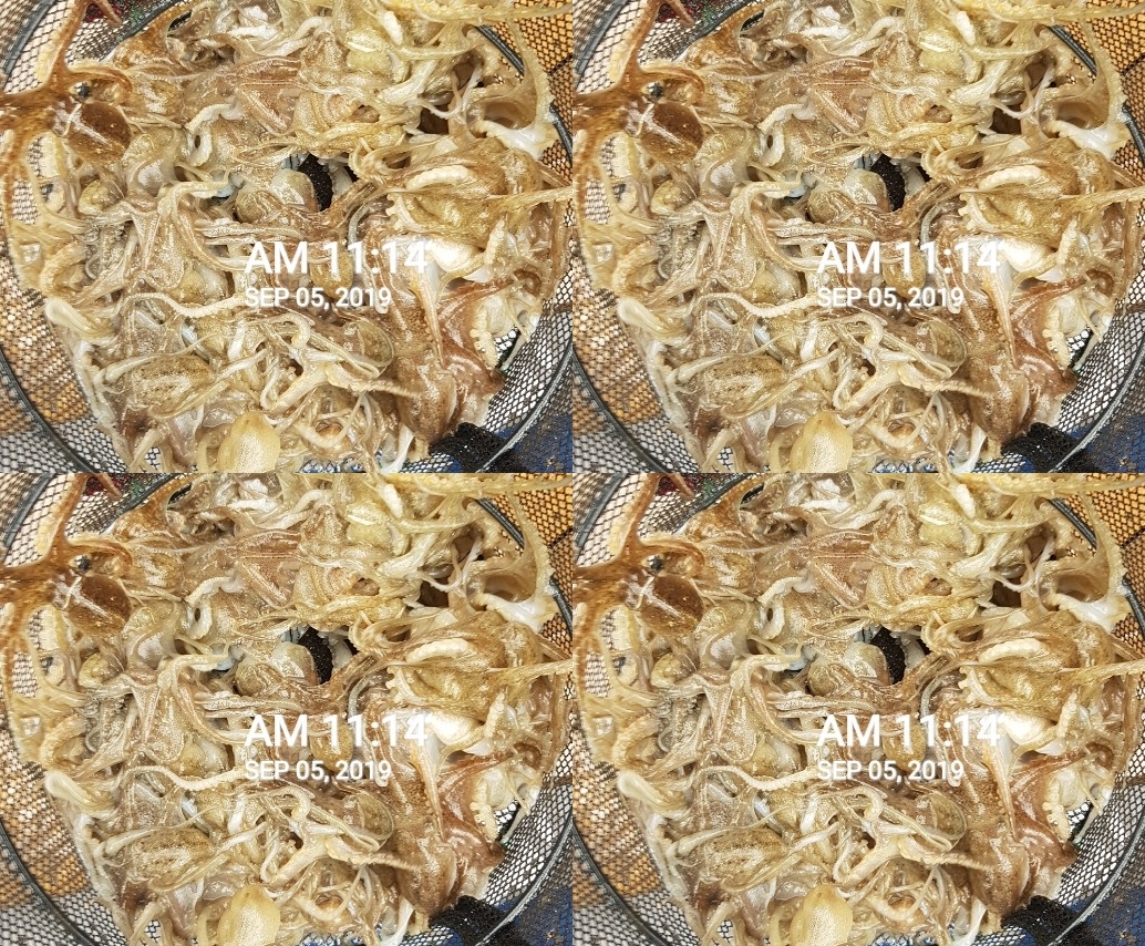 9월5일 홍원항 요포선단 장진호 선장님 ~쭈꾸미~짬낚시 조황입니다!!