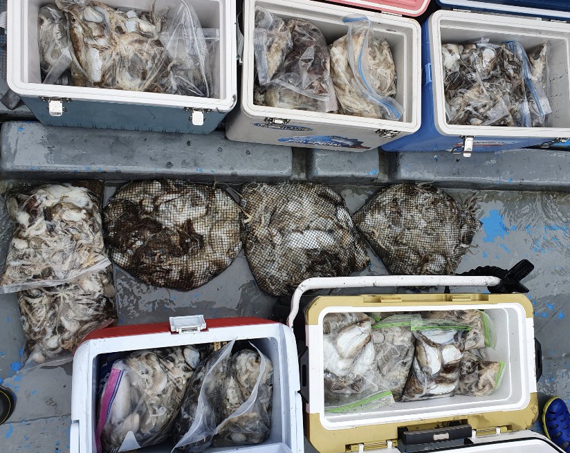 9월20일 홍원항 **요포선단** 한울피싱 쭈꾸미&갑오징어 오늘도 쿨~러~ 넘치는 조황입니다!!