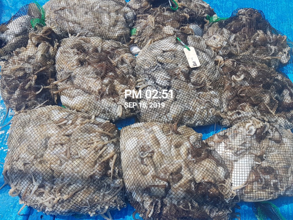 홍원항 **요포선단** 장진호9월16일  쭈꾸미& 갑오징어 망태기는 오늘도 충~분~한 조황입니다!!