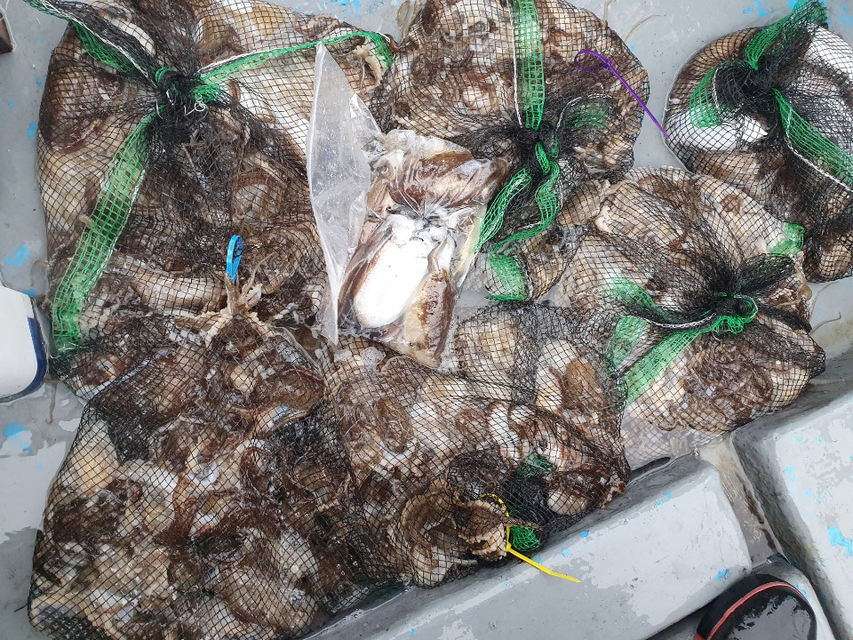 홍원항 **요포선단** 한울피싱 9월21일 갑오징어&쭈꾸미 망태기는 오늘도 빵~빵~ 한 조황입니다!!