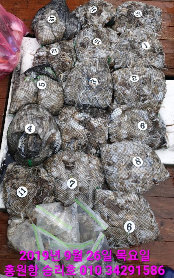 9월26일 홍원항 **요포선단**  승리호 갑오징어&쭈꾸미 망태기는 선상 어~시~장~ 조황입니다!!