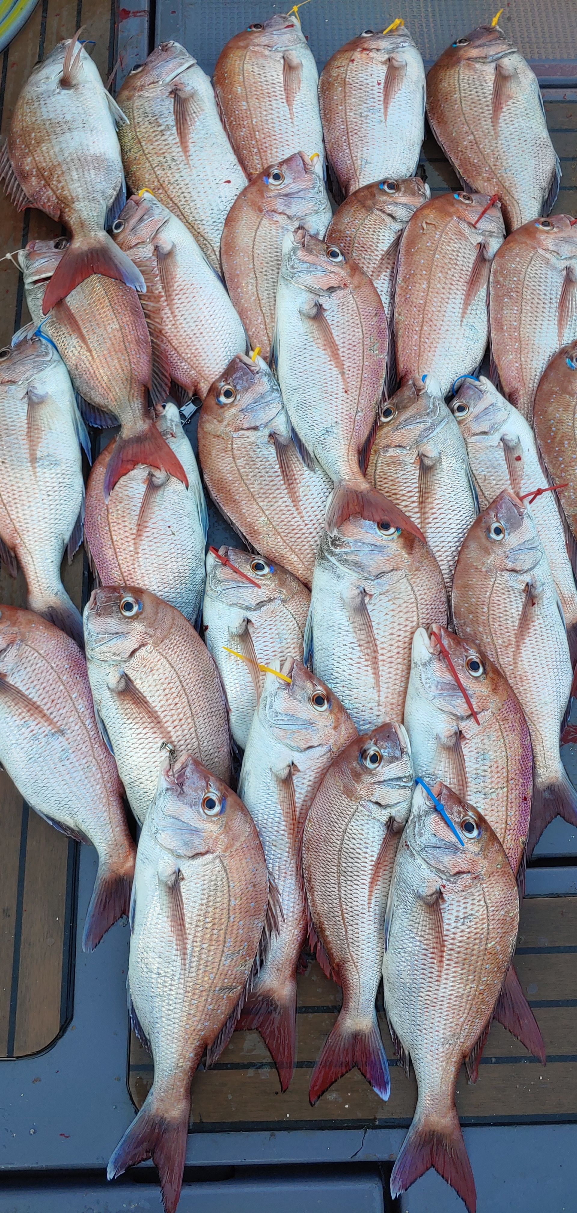 9월28일 홍원항 **요포선단** 펠릭스 마린  참돔 타이러버 오늘도 만~족~한 조황입니다!!