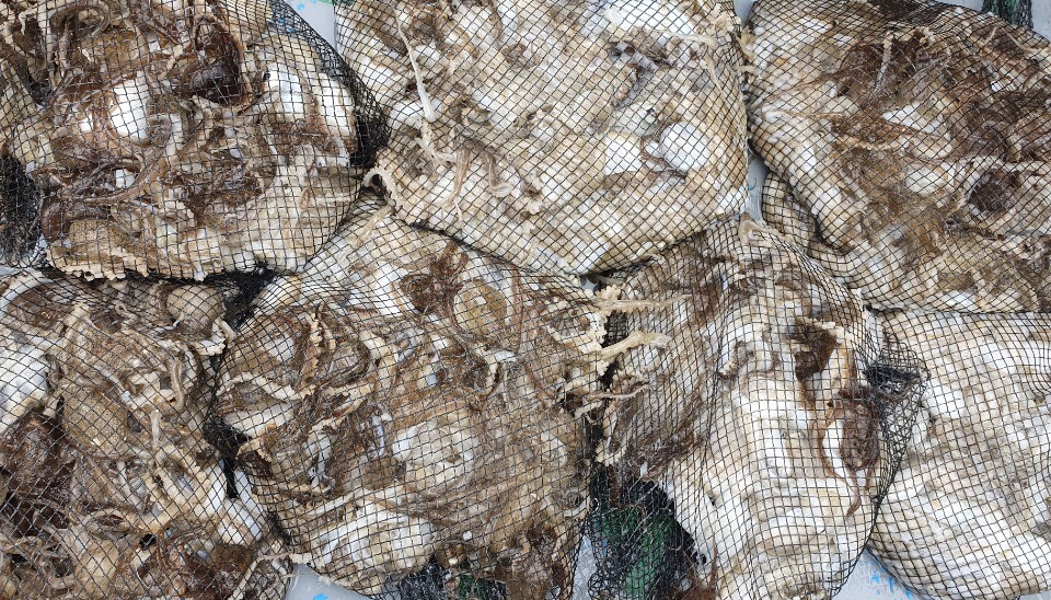 9월10일 홍원항 요포선단 한울피싱 쭈꾸미&갑오징어 강풍과 너울에도 만~족~한 망태기 조황입니다!!