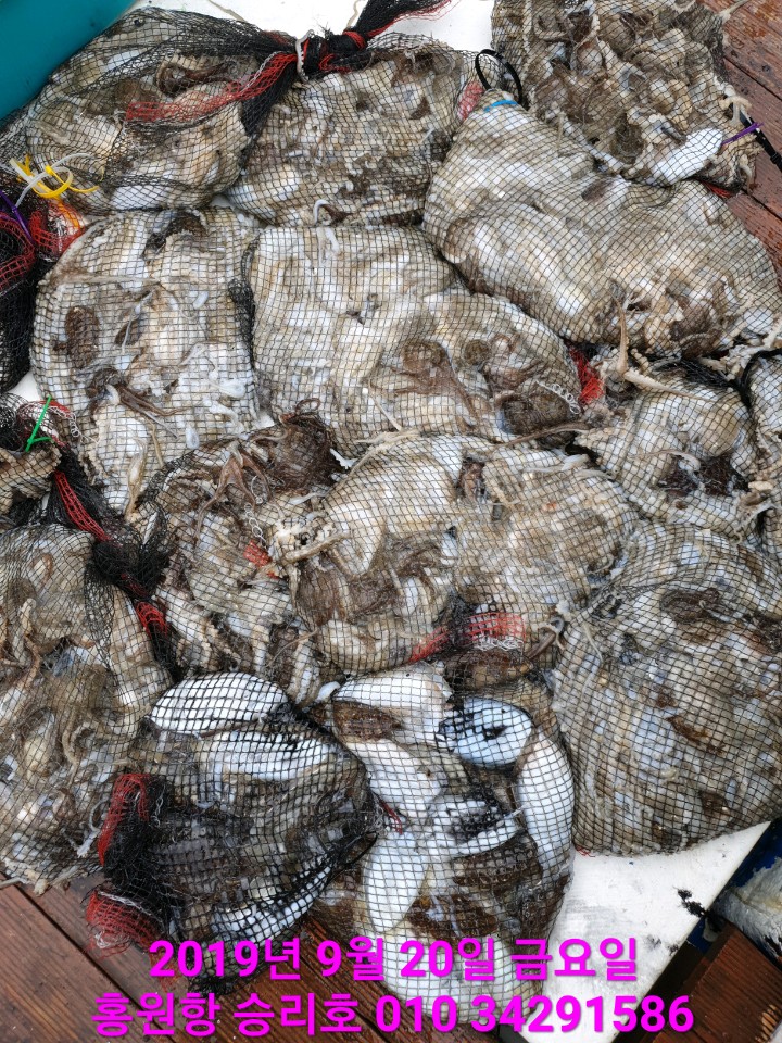 홍원항 **요포선단** 승리호 9월20일  갑&쭈 오늘도 양손 가~득 대~만~족 조황입니다!!~