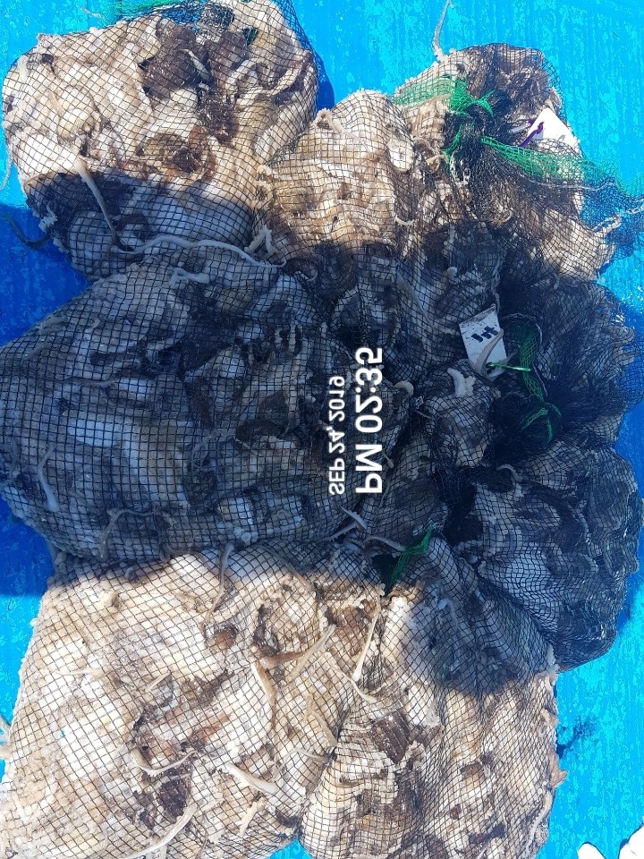 9월24일 홍원항 **요포선단** 장진호  갑오징어&쭈꾸미 단체출조도 망태기는 만~족~한 조황입니다!!