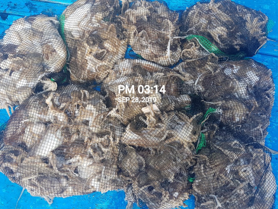 9월28일 홍원항 **요포선단** 장진호 갑오징어&쭈꾸미 망태기는 오늘도 전원 대~만~족~ 조황입니다!!