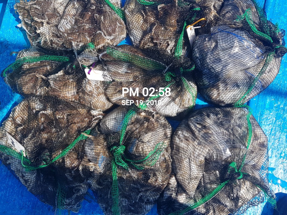 홍원항 **요포선단** 장진호 9월19일 갑오징어1망&쭈꾸미1망 엄~청~난 조황입니다!!