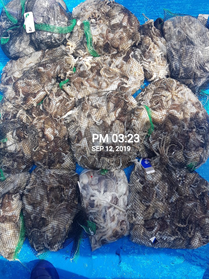 홍원항 요포선단 ~장진호~ 9월12일 쭈꾸미&갑오징어 대보름달 같이 풍~성~~한 망태기조황입니다!!