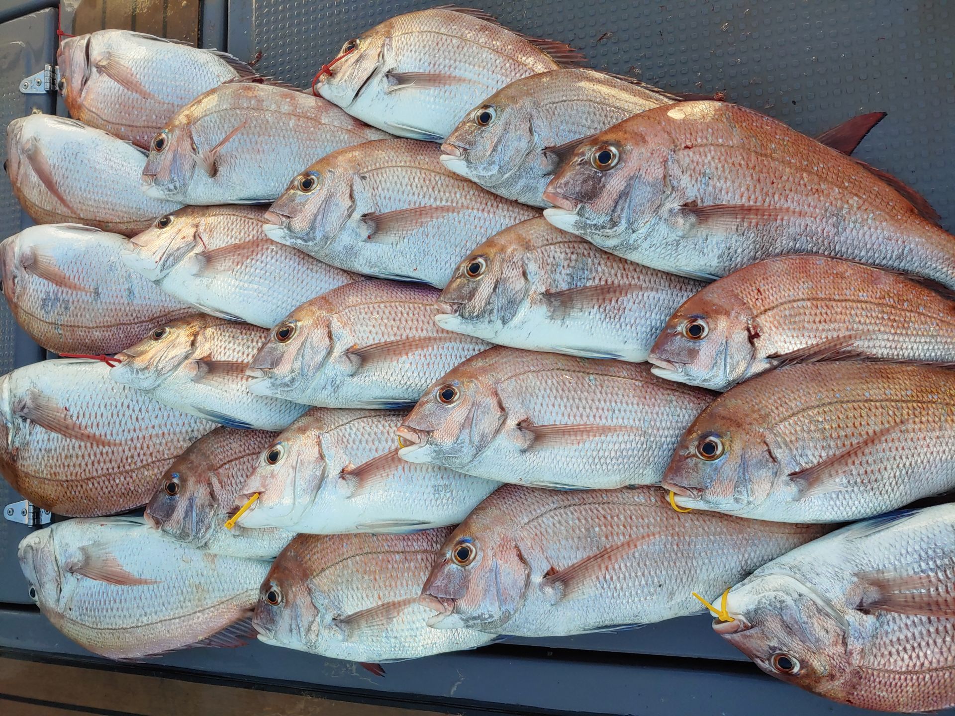 9월17일홍원항 **요포선단** 펠릭스 마린 (참돔 타이러버) 오늘도 굿~굿~~~ 조황입니다!!