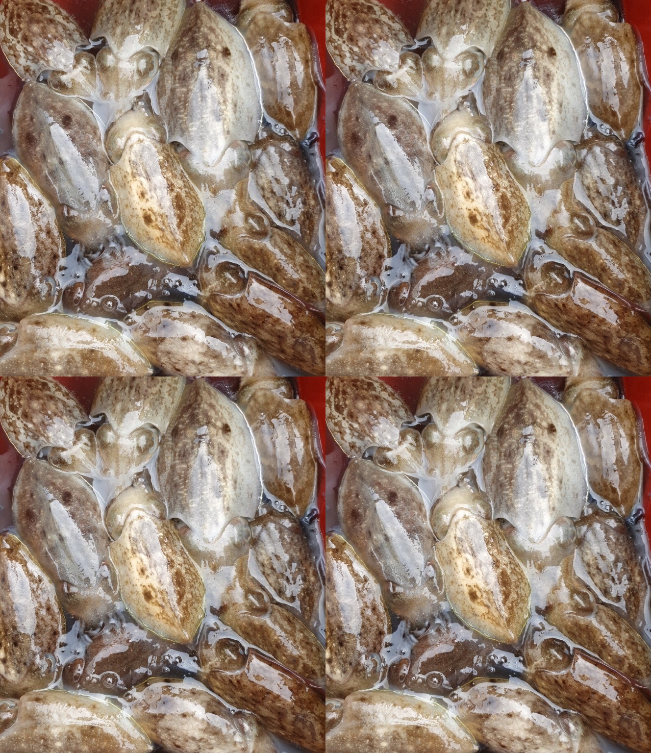 9월11일 홍원항 요포선단 ~승리호~ 쭈꾸미 & 갑오징어 망태기는 대~만~족~~ 조황입니다!!