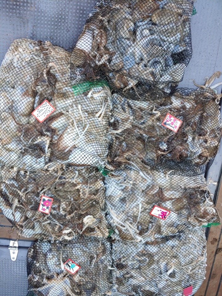 9월24일홍원항 **요포선단** 펠릭스 마린 갑오징어&쭈꾸미 망태기는 오늘도 터~질~듯~한 조황입니다!!