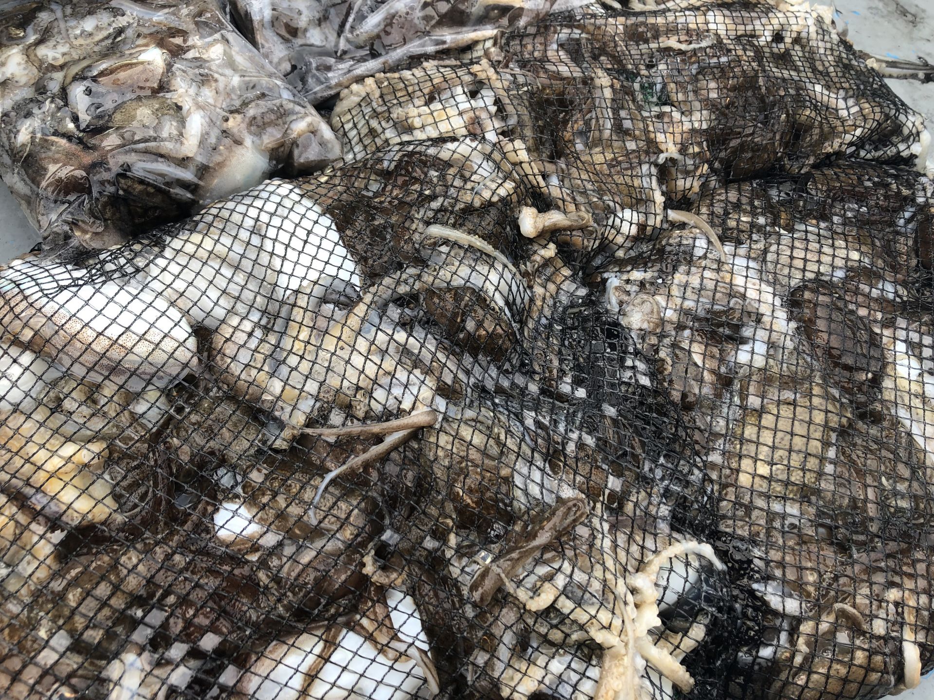 9월12일 ~한울피싱~ 참돔 타이러버&쭈꾸미 망태기 조황입니다!!