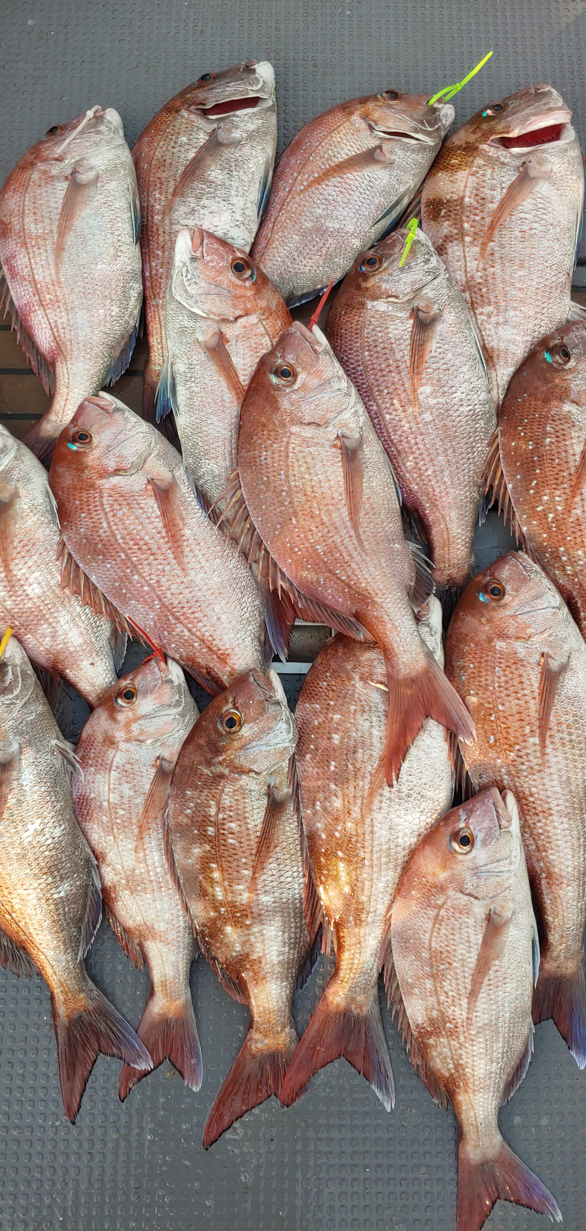 9월27일 홍원항 **요포선단** 펠릭스 마린 참돔 타이러버 소수의이원 에도 만~족~한 조황입니다!!