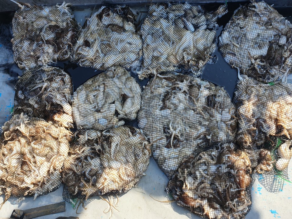 9월24일 홍원항 **요포선단** 한울피싱 오늘도 갑오징어&쭈꾸미 망태기는 빵~빵~한 조황입니다!!