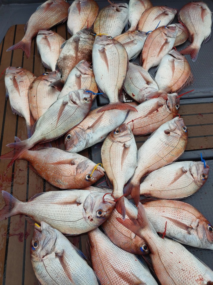 9월1일 홍원항 요포선단 펠릭스 마린 (20인승/신조선) 참돔 타이러버 홧~팅~~ 조황입니다!!