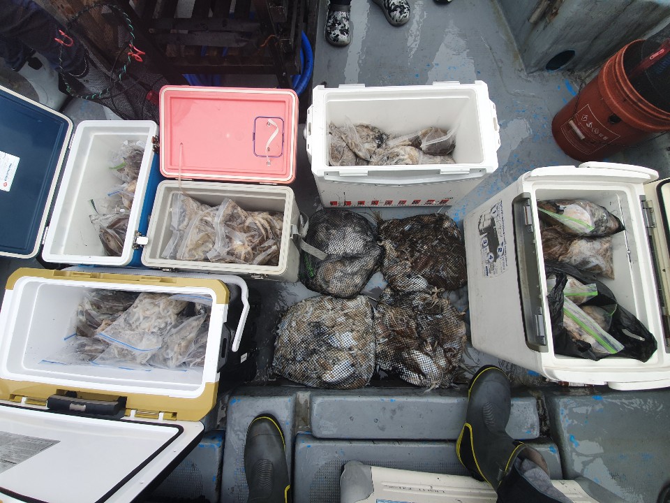 9월25일홍원항 **요포선단** 한울피싱 갑오징어&쭈꾸미 망태기는 오늘도 전원 빵~빵~한 조황입니다!!