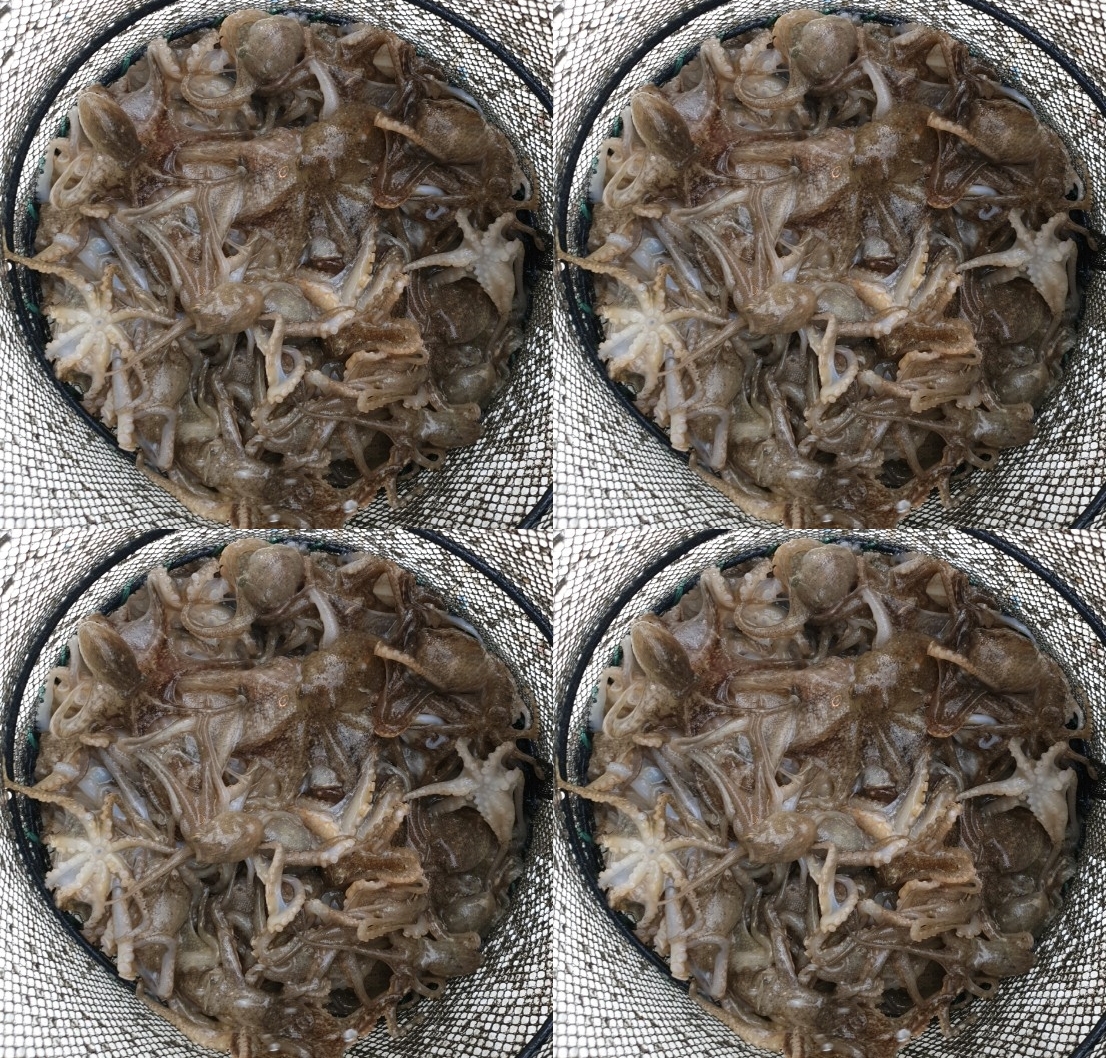 홍원항 요포선단 승리호 9/1 쭈꾸미 첫출조 기분좋은 조황입니다!!