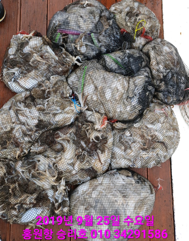 9월25일 홍원항 **요포선단** 승리호 갑오징어&쭈꾸미 망테기는 오늘도 대~풍~년 조황입니다!!