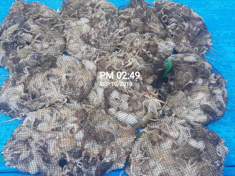 9월10일 홍원항 요포선단 장진호 쭈꾸미&갑오징어 풍~성~한 망태기 조황입니다!!