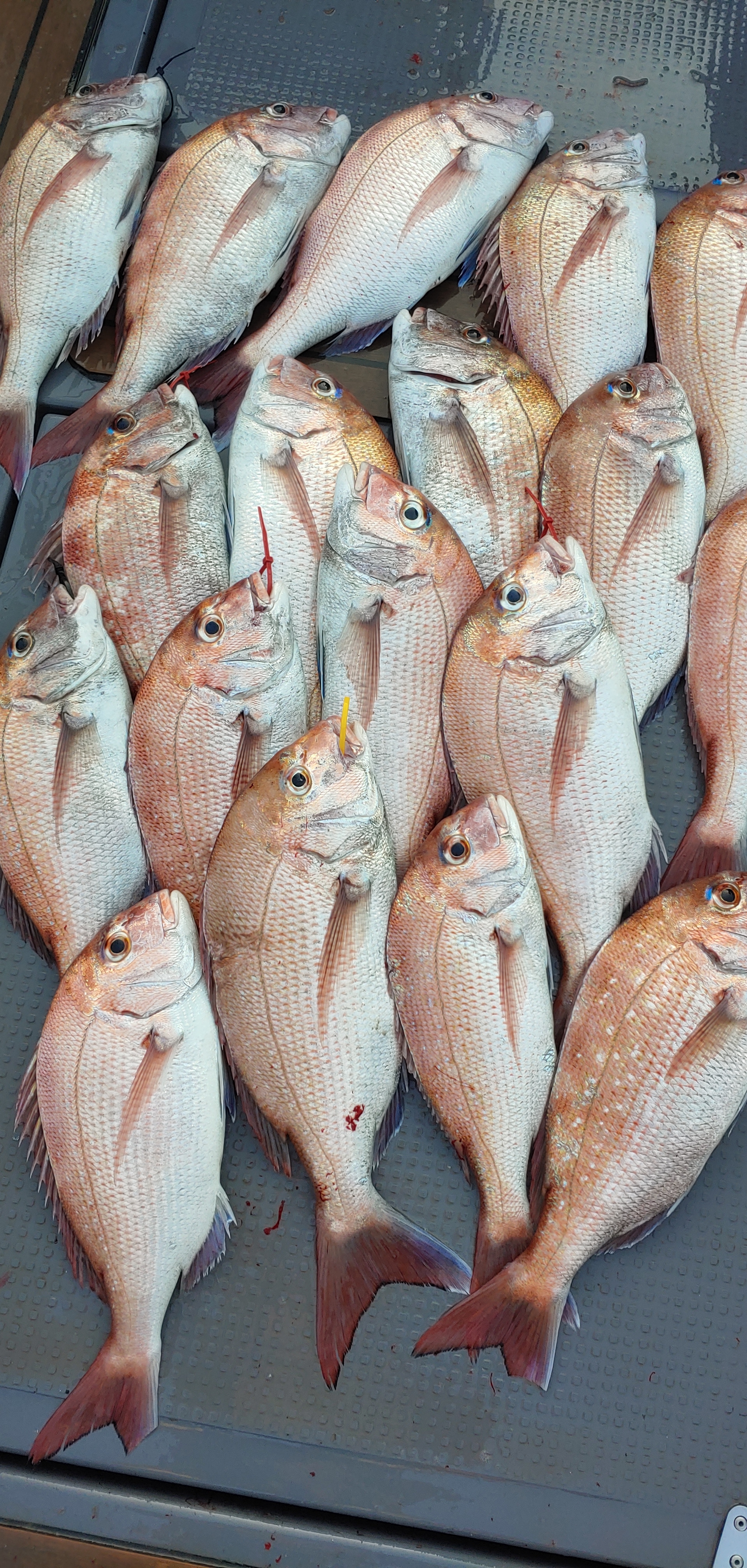 9월29일 홍원항 **요포선단** 펠릭스 마린 참돔 타이러버 조황은 오늘도 굿~굿~~굿~~~ 조황입니다!!