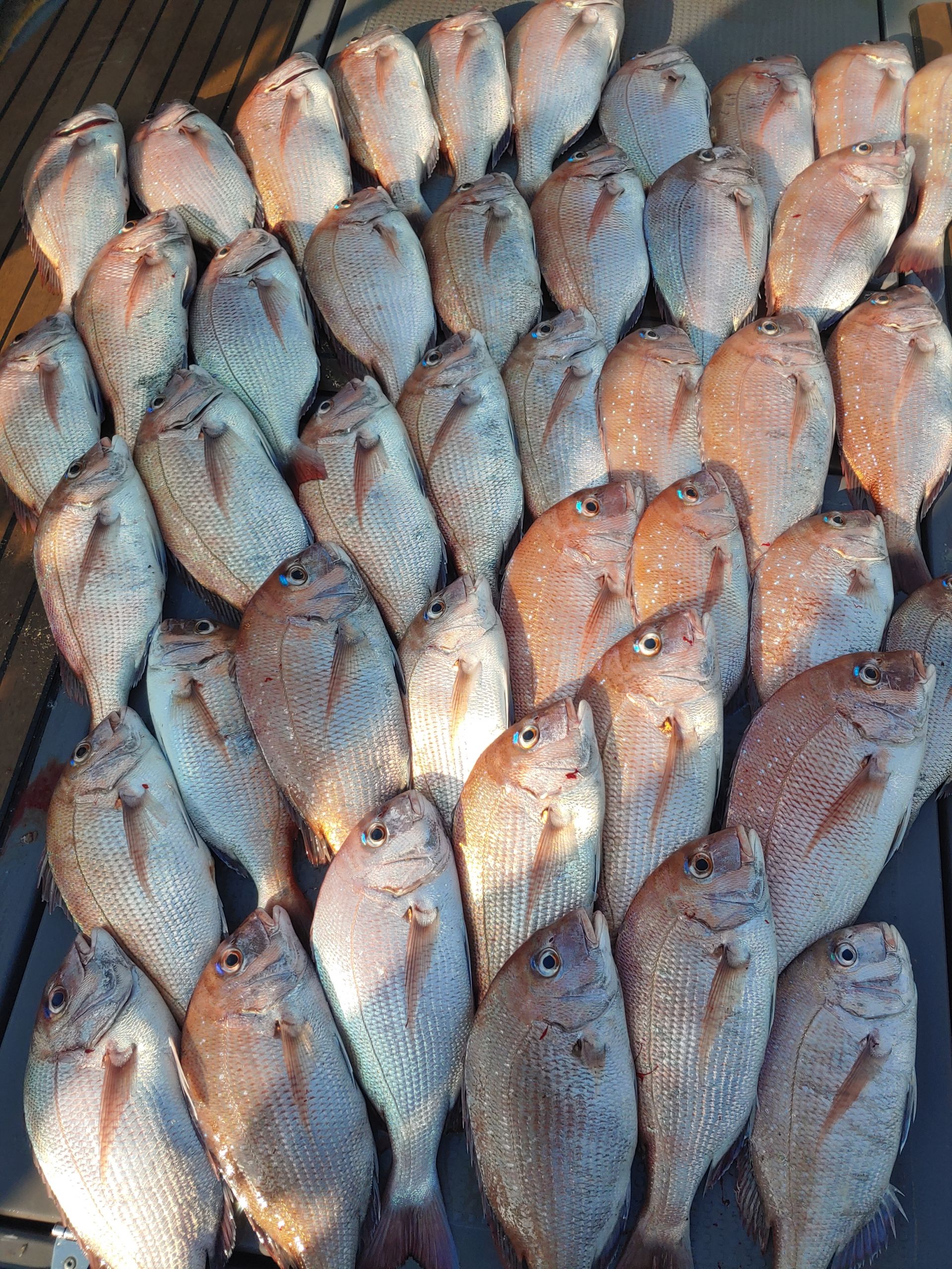 홍원항 *요포선단* 펠릭스 마린 9/16일 강한 파도에도 *참돔 타이러버* 조황은 대~만~족~ 조황입니다!!