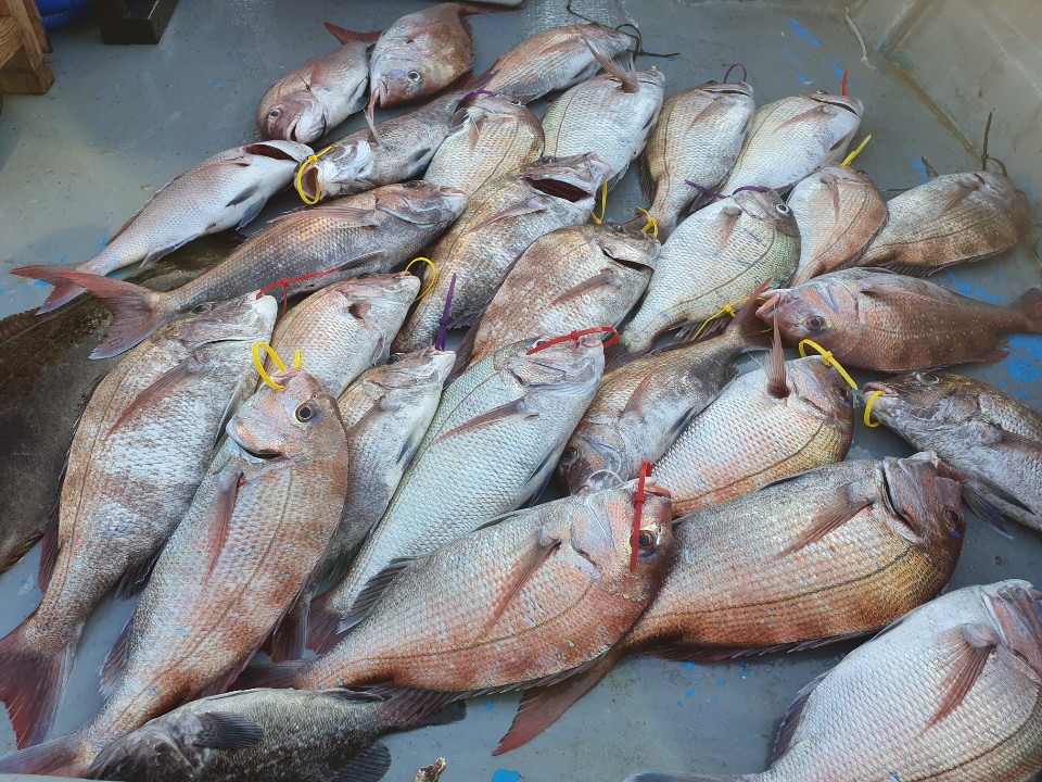 홍원항 **요포선단** 한울피싱 9월16일 참돔 타이러버 확~실~한 조황입니다!!