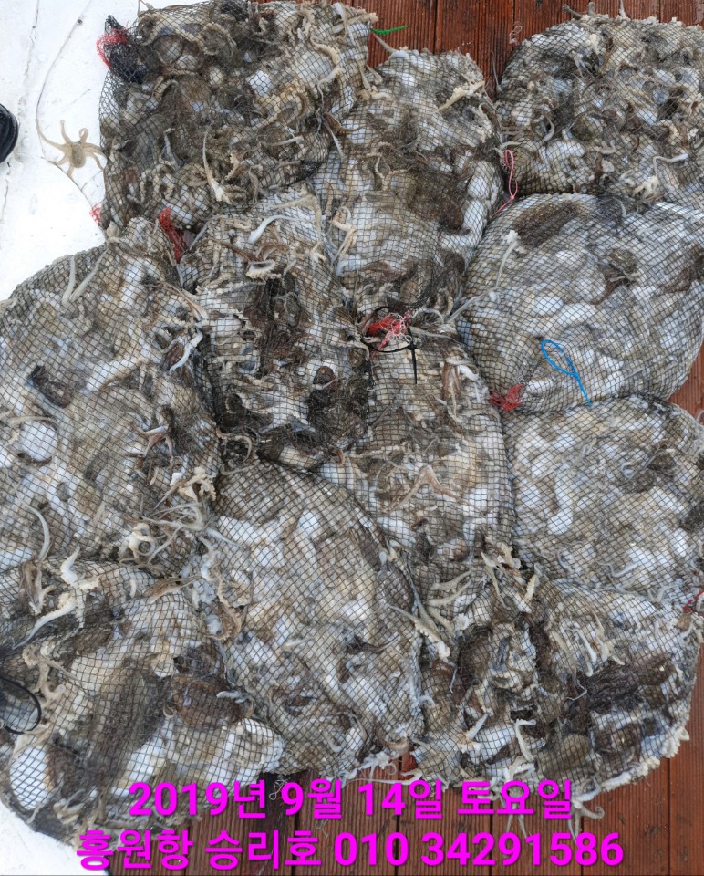 9월14일 홍원항 요포선단 승리호 쭈꾸미& 갑오징어 망태기는 오늘도 대~만~족 조황입니다!!