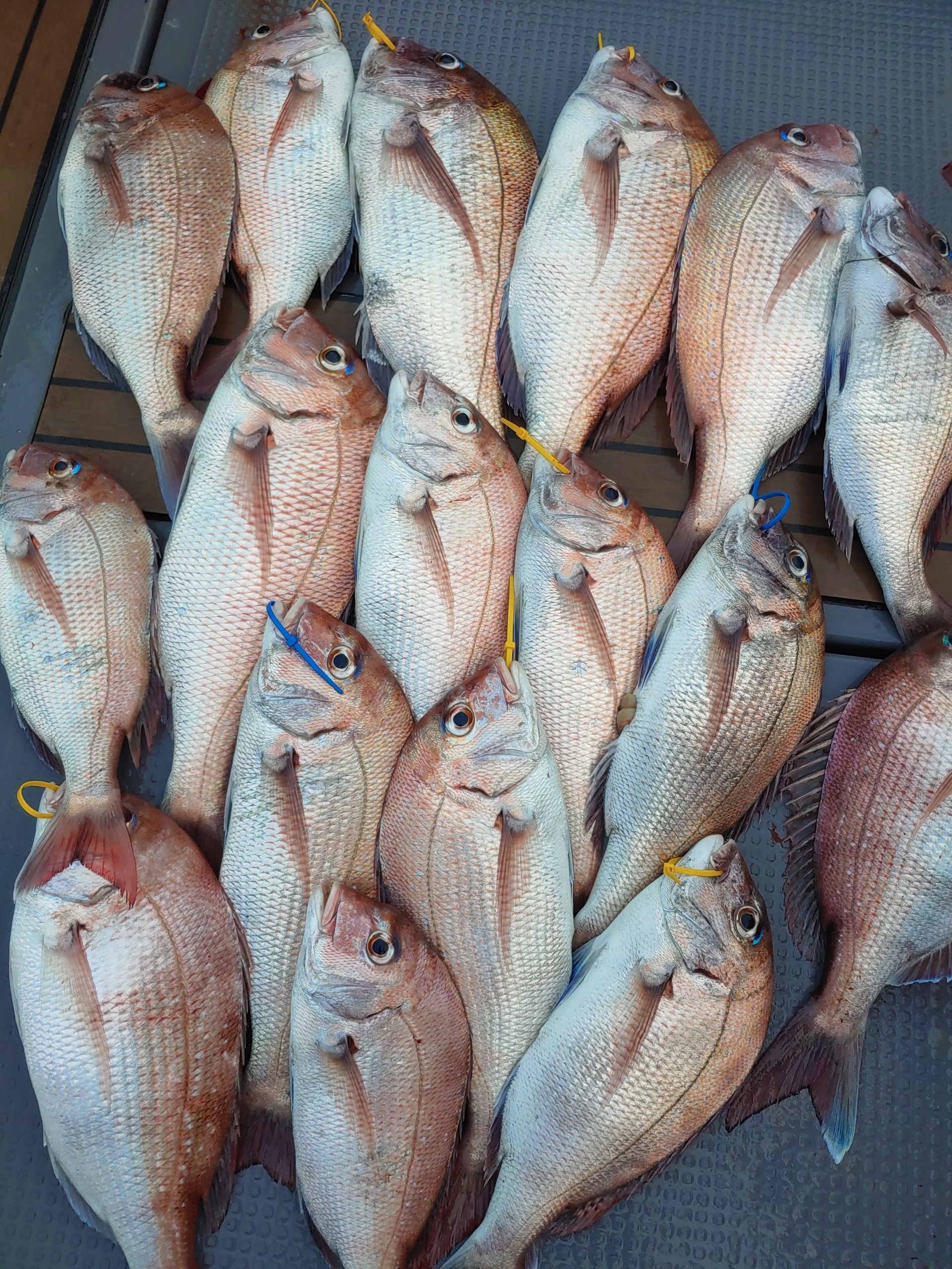 9월10일 홍원항 요포선단 ~펠릭스 마린~ 강풍과 심한 너울속에서도 참돔 타이러버 조황은  굿~~굿~~~