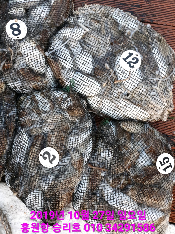 10월27일 홍원항 **요포선단** (승리호) 갑오징어&쭈꾸미 망태기는 오늘도 대~만~족 조황입니다!!