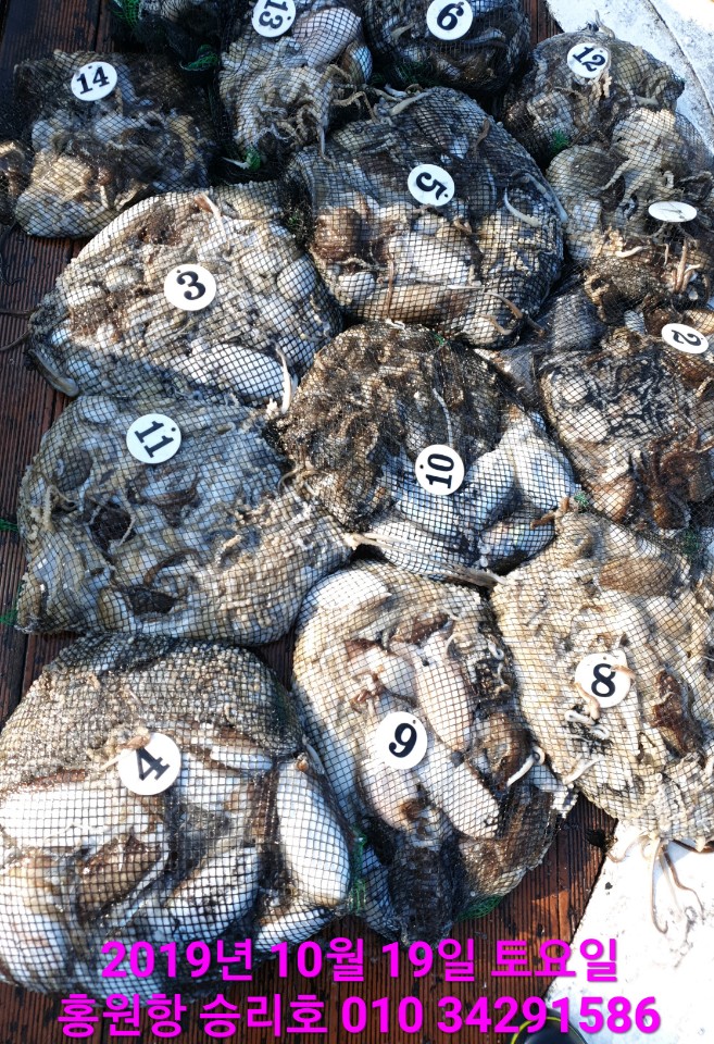 10월19일 홍원항 **요포선단** (승리호) 오늘도 갑오징어&쭈꾸미 망태기는 만~족~한 조황입니다!!