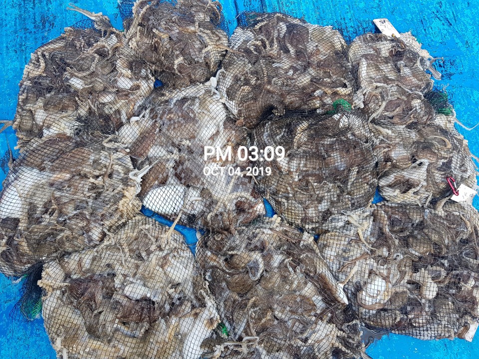 10월4일 홍원항 **요포선단**  (장진호) 갑오징어&쭈꾸미 망태기는 오늘도 대~만~족 조황입니다!!