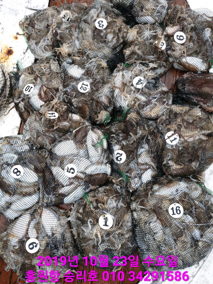 10월23일 홍원항 **요포선단** (승리호)갑오징어&쭈뚜미는 오늘도 대~만~족 조황입니다!!