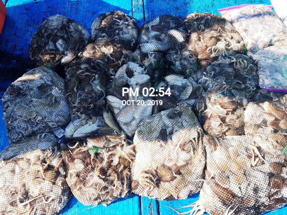 10월20일 홍원항 **요포선단** (장진호) 오늘도 갑오징어&쭈꾸미 망태기는 엄~청~난 조황입니다!!