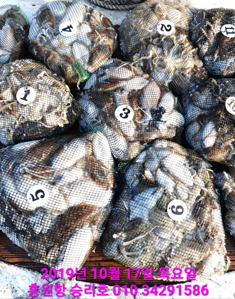 10월17일 홍원항 **요포선단**  (승리호) 오늘도 갑&쭈 만~족~한~ 망태기조황입니다!!