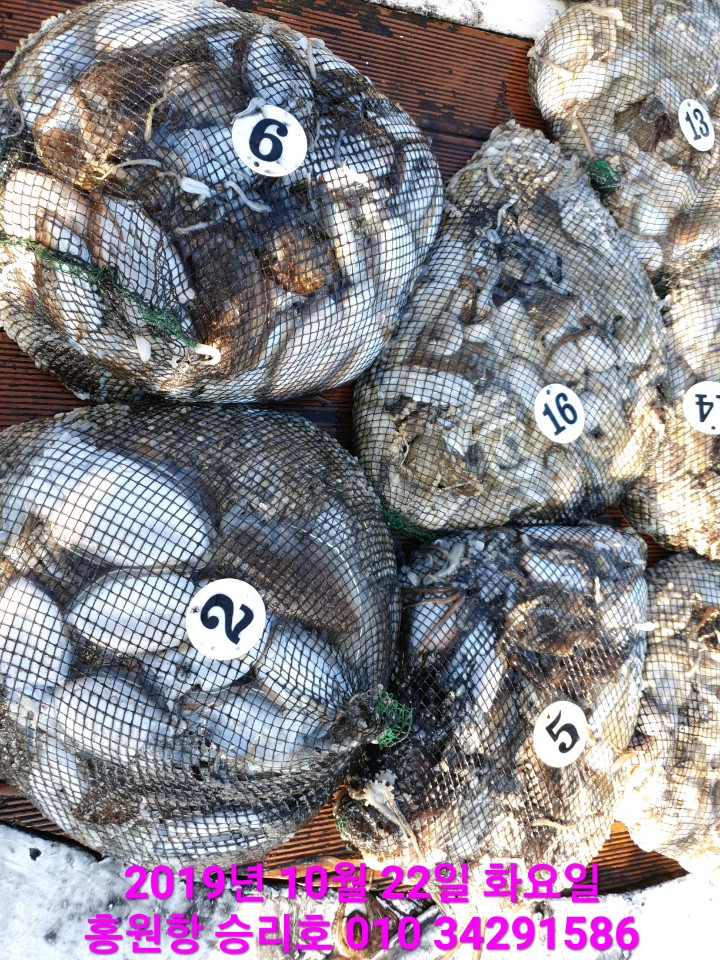 10월22일 홍원항 **요포선단** (승리호) 갑오징어&쭈꾸미 망태기는 오늘도 대~만~족~ 조황입니다!!