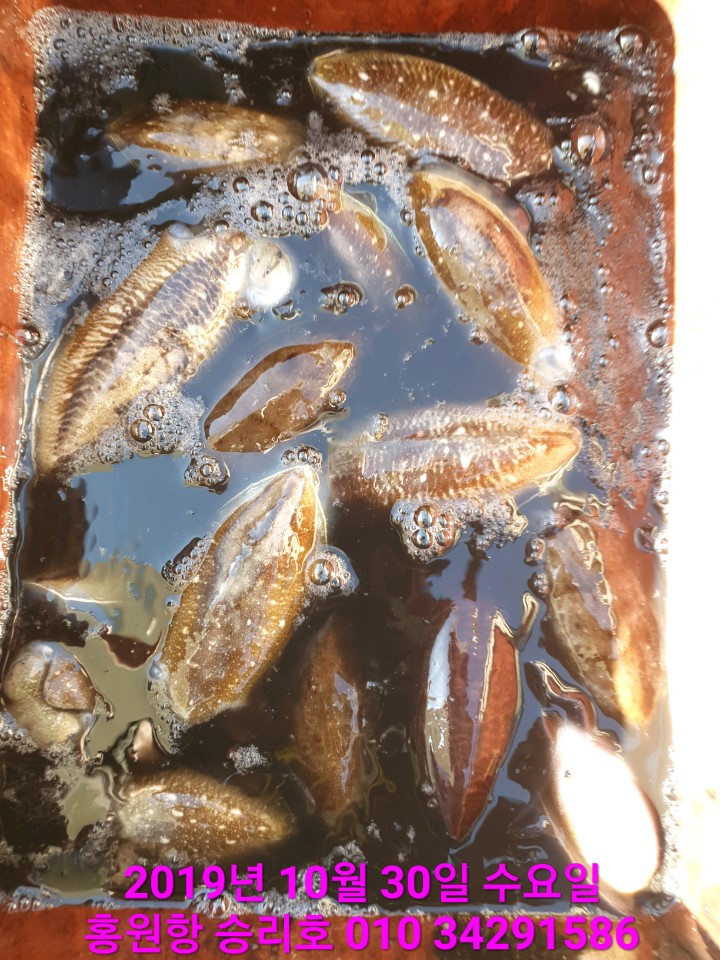 10월30일 홍원항 **요포선단** (승리호) 대~포~알 갑이와 쭈꾸미 조황입니다!!