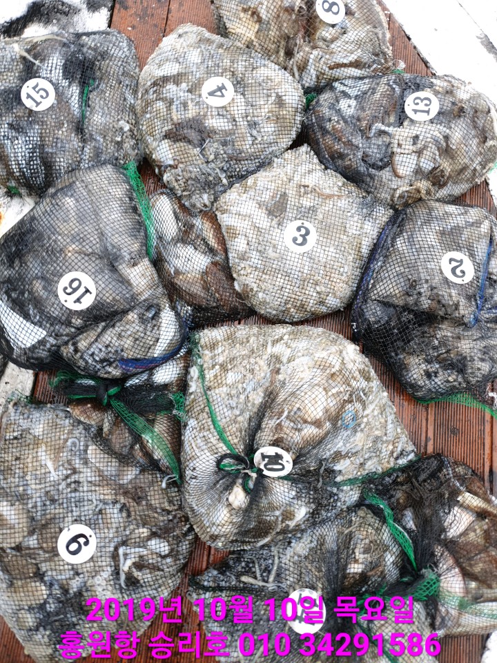 10월10일 홍원항 **요포선단** (승리호) 갑오징어&쭈꾸미 망태기는 오늘도 대~만~족 조황입니다!!