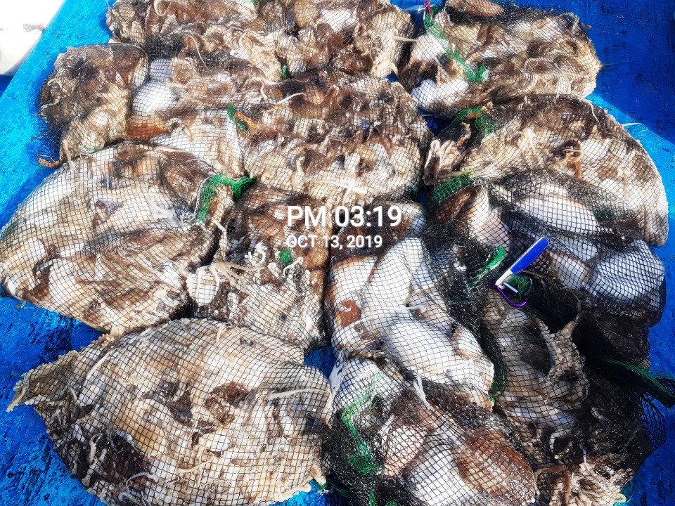 10월13일 홍원항 **요포선단** 장진호 갑오징어&쭈꾸미 망태기는 오늘도 대~만~족 조황입니다!!