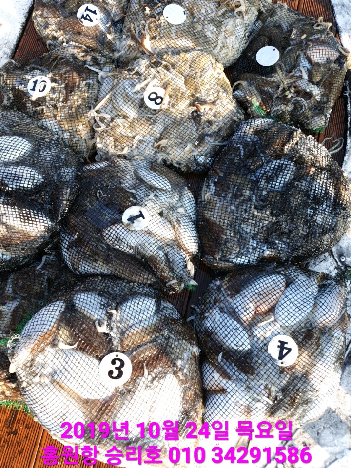 10월24일 홍원항 **요포선단** (승리호) 갑오징어&쭈꾸미 망태기는 대~풍~년 조황입니다!!