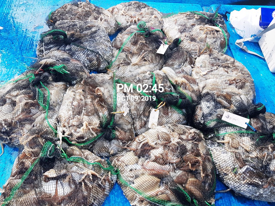 10월9일 홍원항 **요포선단**  (장진호) 갑오징어&쭈꾸미 망태기는 굿~~굿~~ 조황입니다!!