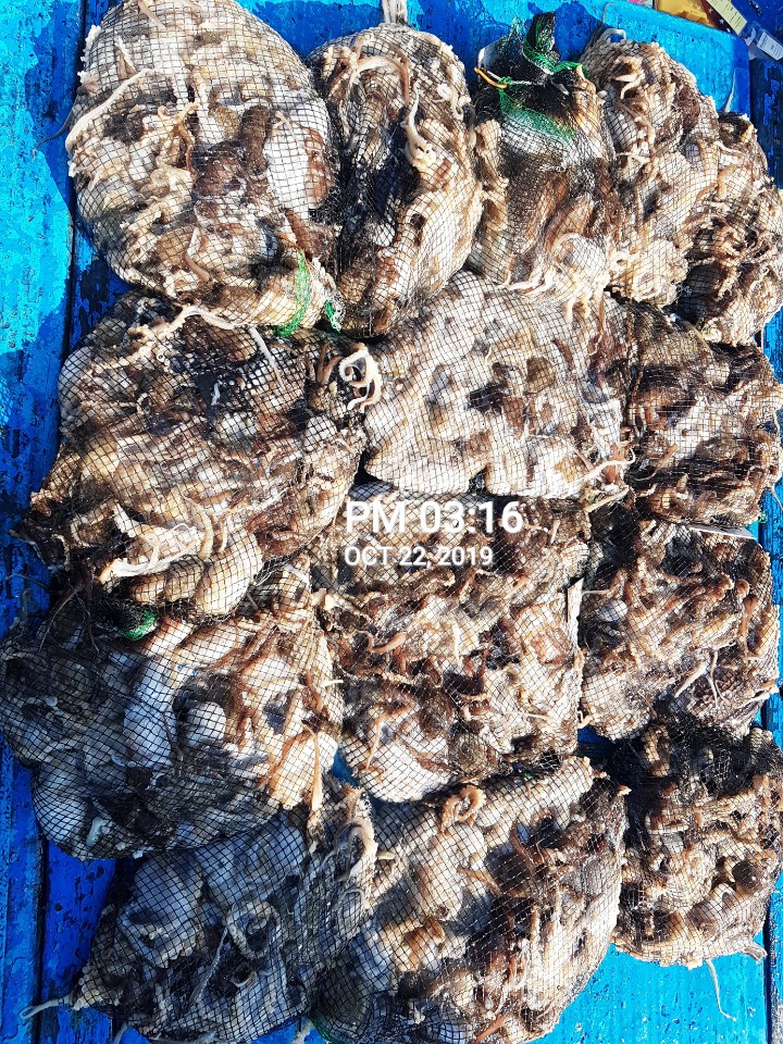 10월22일 홍원항 **요포선단** (장진호) 갑이와 쭈 망태기는 오늘도 엄~청~난 조황입니다!!