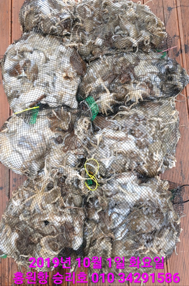 10월1일 홍원항 **요포선단** (승리호) 갑오징어&쭈꾸미  망태기는 굿~굿~~조황입니다!!