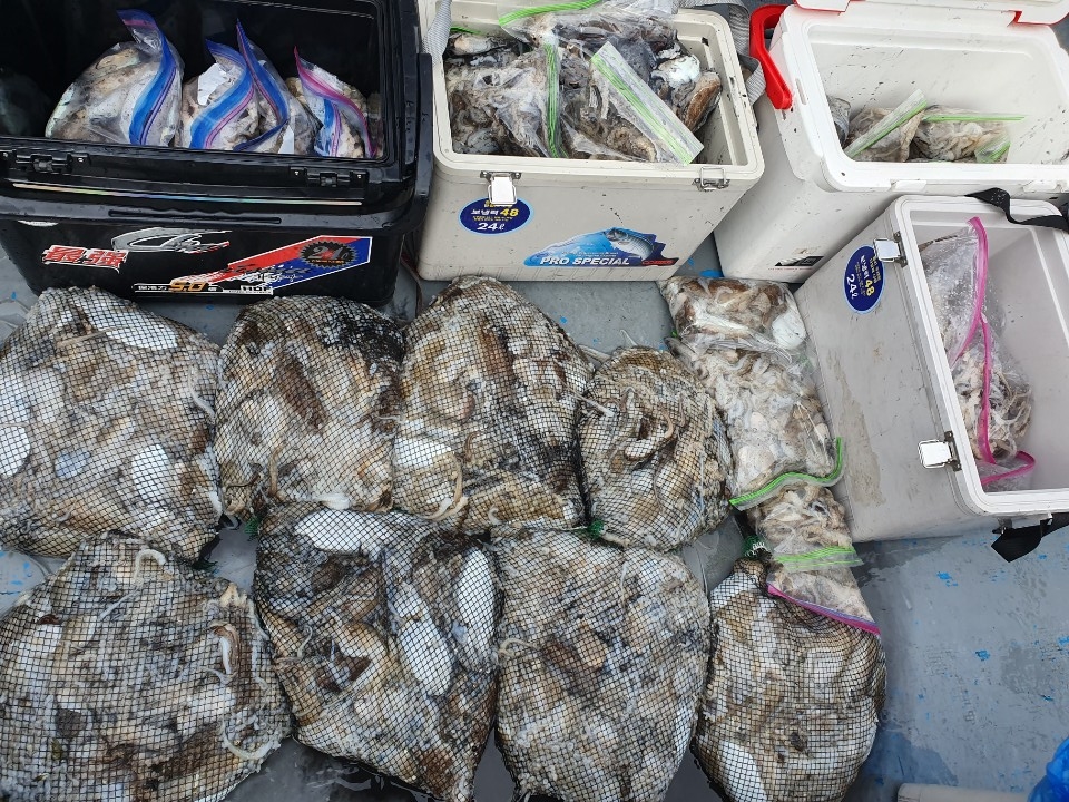 10월10일 홍원항 **요포선단**  (한울피싱) 갑오징어&쭈꾸미 망태기는 오늘도 빵~빵~한 조황입니다!!